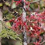 Plicocephalus amplexicaulis